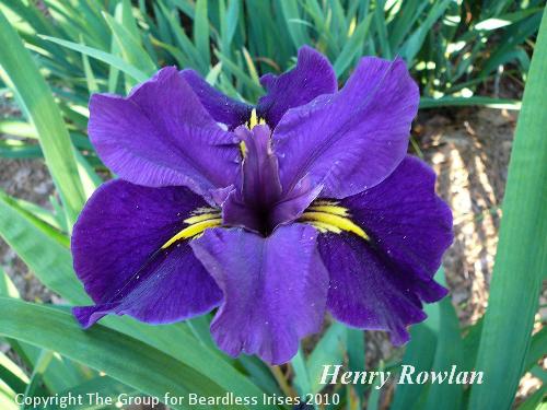 Henry Rowlan 